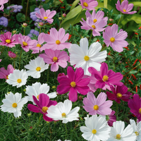 Colorful cosmos flowers in pink, white, and purple on a green background